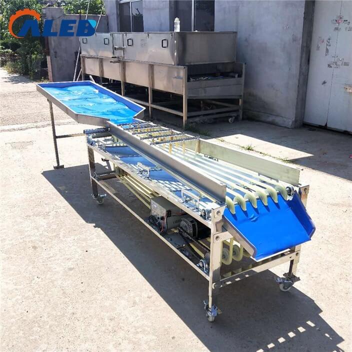 Fruit sorting machine (6)